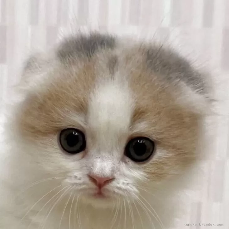 おもち 様のお迎えした子猫