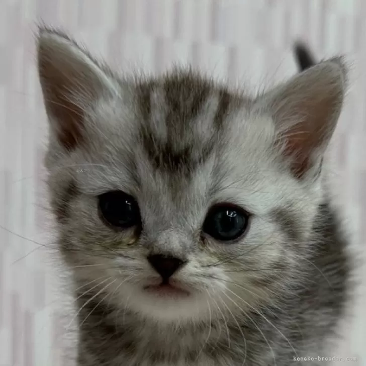 ID：2502-01466の子猫