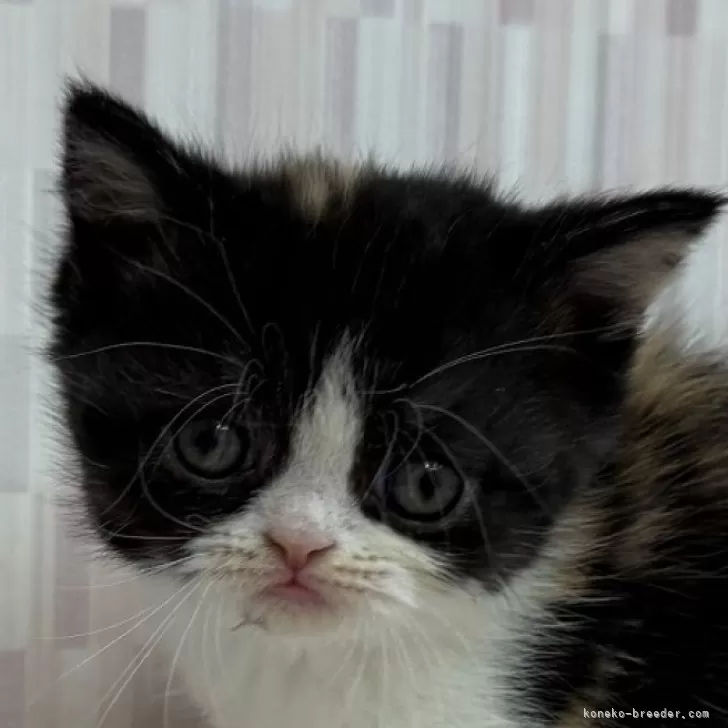 ID：2503-01974の子猫