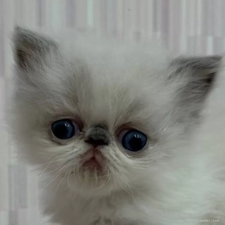 ID：2602-00633の子猫