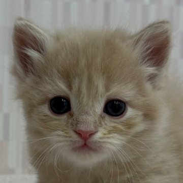 マンチカン(長足)【千葉県・男の子・2025年11月6日・クリームタビー】の写真「足長の美少年！」