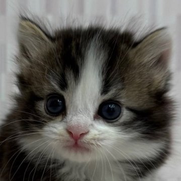 マンチカン(短足)【千葉県・男の子・2025年11月6日・ブラウンタビー&ホワイト】の写真「ハチワレの短足ボーイ君！」