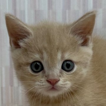 マンチカン(短足)【千葉県・男の子・2025年9月11日・クリームマッカレルタビー（ショートヘア）】の写真「足長の美少年！」