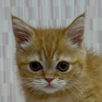 マンチカン(長足)【千葉県・女の子・2025年8月19日・レッドマッカレルタビー（ショートヘア）】の写真「チャトラ柄ファンの方にオススメの猫ちゃん！」