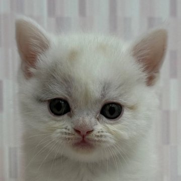 スコティッシュフォールド(立ち耳)【千葉県・女の子・2024年11月21日・ダイリュートキャリコ バン（ショートヘア）】の写真「ハイブリッド交配のスコちゃんです‼」