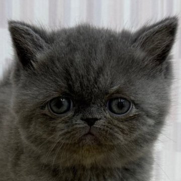 エキゾチックショートヘア【千葉県・女の子・2025年2月4日・ブルークリーム（ショートヘア）】の写真「優しいお顔の女の子！」