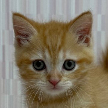 マンチカン(長足)【千葉県・男の子・2025年6月19日・レッドマッカレルタビー（ショートヘア）】の写真「茶トラ柄ファンの方にオススメ！」