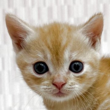 マンチカン【千葉県・男の子・2025年3月26日・クリームタビー（ショートヘア）】の写真「短足のハンサムボーイ！」