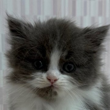 ミヌエット【千葉県・男の子・2025年1月14日・ブルー&ホワイト（ロングヘア）】の写真「ハチワレのイケニャン君です！」