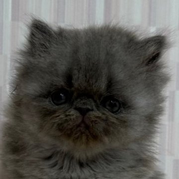 エキゾチックショートヘア【千葉県・男の子・2025年8月7日・ブルー（ロングヘア）】の写真「癒し系男子君です！」