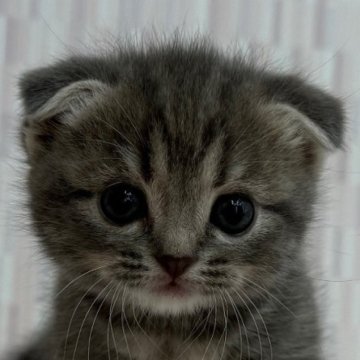 スコティッシュフォールド(立ち耳)【千葉県・女の子・2025年10月9日・ブルーパッチドタビー（ショートへア）】の写真「折れ耳の美人さん！」