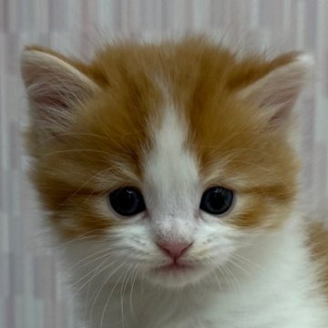 マンチカン【千葉県・男の子・2024年12月7日・レッドタビー&ホワイト（ロングヘア）】の写真「足長の美少年！」