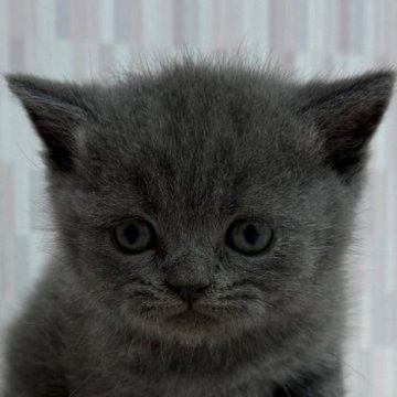 ブリティッシュショートヘア【千葉県・男の子・2025年5月24日・ブルー】の写真「あどけないお顔が可愛い男の子です！」