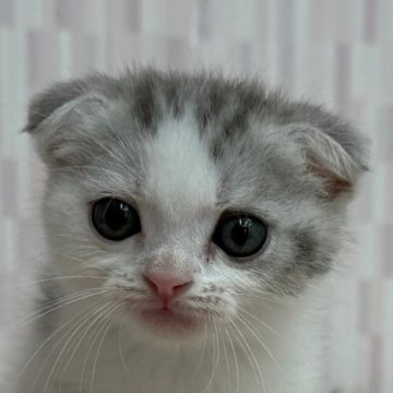 スコティッシュフォールド(折れ耳)【千葉県・男の子・2025年5月6日・シルバータビー&ホワイト（ショートヘア）】の写真「スッキリ美少年‼︎」