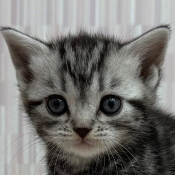 アメリカンショートヘア【千葉県・女の子・2025年10月20日・シルバータビー】の写真「優秀血統の 美人さん！」