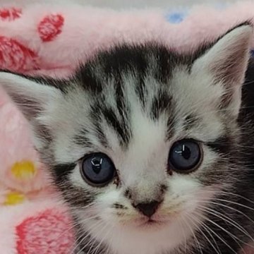 アメリカンショートヘア【千葉県・男の子・2025年10月20日・シルバータビー&ホワイト】の写真「優秀血統の ハンサムボーイ君!」