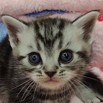 アメリカンショートヘア【千葉県・男の子・2025年10月20日・シルバータビー】の写真「優秀血統の イケニャン君！」