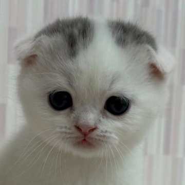 スコティッシュフォールド(折れ耳)【千葉県・男の子・2025年10月9日・シルバータビー&ホワイト バン（ショートヘア）】の写真「折れ耳の美少年！」