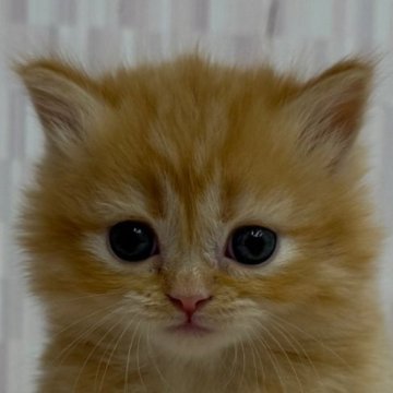 マンチカン(短足)【千葉県・女の子・2025年1月12日・レッドタビー（ロングヘア）】の写真「短足の乙女ちゃん！」