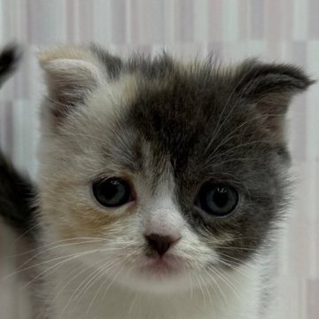 スコティッシュフォールド(折れ耳)【千葉県・女の子・2025年9月11日・ダイリュートキャリコ（ショートヘア）】の写真「ハイブリッド交配のスコちゃんです‼」