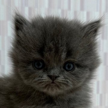 ミヌエット【千葉県・男の子・2025年1月14日・ブルー（ロングヘア）】の写真「ロングヘアのイケニャン君！」