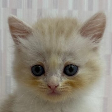 スコティッシュフォールド(立ち耳)【千葉県・男の子・2025年5月6日・レッドタビー&ホワイト（ロングヘア）】の写真「立ち耳のハンサムボーイ！」