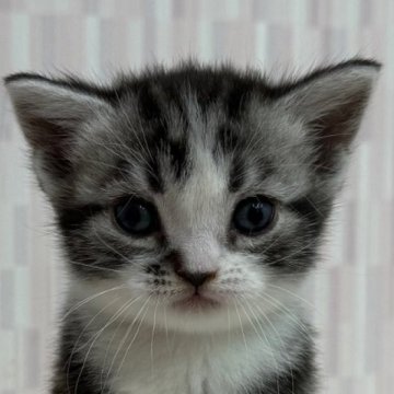 アメリカンショートヘア【千葉県・男の子・2025年10月5日・シルバータビー&ホワイト】の写真「レアカラーのアメショー君です！」