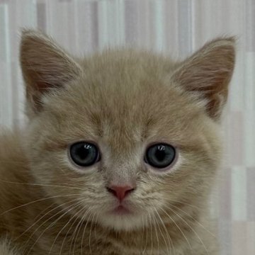 マンチカン(短足)【千葉県・女の子・2025年9月11日・クリームタビー（ショートヘア）】の写真「短足の乙女ちゃんです！」