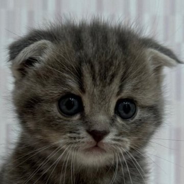 スコティッシュフォールド(立ち耳)【千葉県・女の子・2025年10月9日・ブルーパッチドタビー（ショートへア）】の写真「折れ耳の美人さん！」