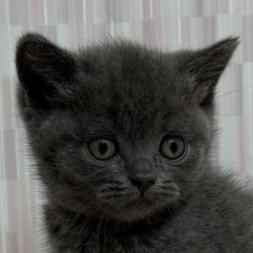 ブリティッシュショートヘア【千葉県・女の子・2025年5月24日・ブルー】の写真「まん丸なお顔の女の子です！」