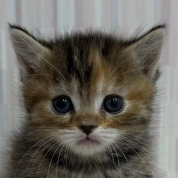 マンチカン(短足)【千葉県・女の子・2025年11月6日・ブラウンパッチドタビー（ショートヘア）】の写真「短足の乙女ちゃんです！」