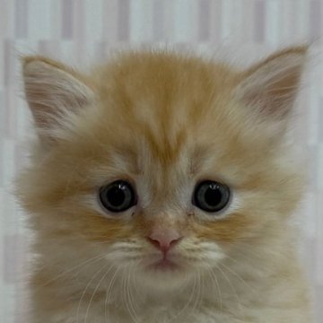 マンチカン(短足)【千葉県・男の子・2025年8月19日・レッドマッカレルタビー（ロングヘア）】の写真「甘いマスクの短足ボーイ！」