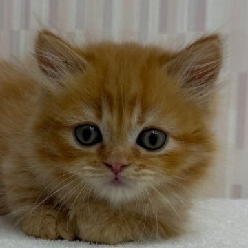 マンチカン(短足)【千葉県・女の子・2025年9月11日・レッドマッカレルタビー（ロングヘア）】の写真「短足の乙女ちゃんです！」