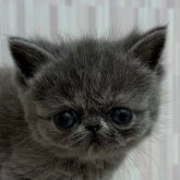 エキゾチックショートヘア