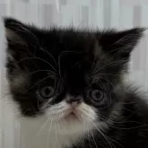 エキゾチックショートヘア