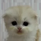 スコティッシュフォールド(折れ耳)