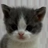 ブリティッシュショートヘア