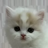 スコティッシュフォールド(立ち耳)