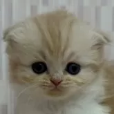 スコティッシュフォールド(折れ耳)