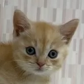 マンチカン(短足)