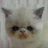 エキゾチックショートヘア