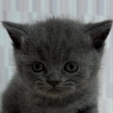 ブリティッシュショートヘア