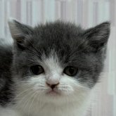 ブリティッシュショートヘア