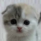 スコティッシュフォールド(折れ耳)【千葉県・女の子・2024年12月11日・ダイリュートキャリコ】の写真1