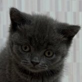 ブリティッシュショートヘア