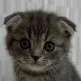 スコティッシュフォールド(立ち耳)