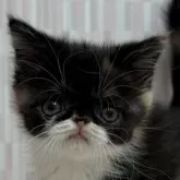 エキゾチックショートヘア