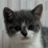 ブリティッシュショートヘア