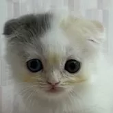 スコティッシュフォールド(折れ耳)