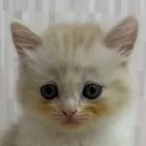 スコティッシュフォールド(立ち耳)【千葉県・男の子・2025年5月6日・レッドタビー&ホワイト】の写真1